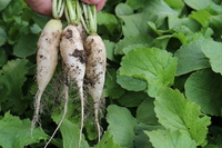 Graines potagères RADIS de diversification STALAGNIT F1 (Raphanus sativus) - Graineterie A. DUCRETTET