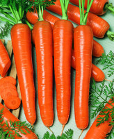 Graines potagères CAROTTE MARQUETTE (Daucus carota) - Graineterie A. DUCRETTET