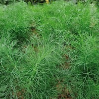  ANETH ANETH-RESA (Anethum graveolens)-Graines biologique certifiées - Graineterie A. DUCRETTET