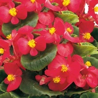 Graines de fleurs BEGONIA SEMPERFLORENS AMBASSADOR F1 (Begonia semperflorens) - Graineterie A. DUCRETTET