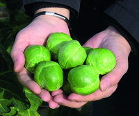  CHOU DE BRUXELLES CHOU DE BRUXELLES-FRANKLIN F1 (Brassica oleracea gemmifera)-Graines calibrées non traitées - Graineterie A. DUCRETTET