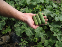 Graines potagères CORNICHON HARRIET F1 (Cucumis sativus) - Graineterie A. DUCRETTET