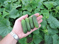 Graines potagères CORNICHON ANYA F1 (Cucumis sativus) - Graineterie A. DUCRETTET