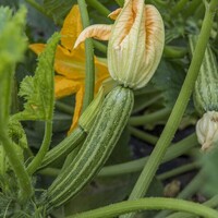  COURGETTE de diversification COURGETTE de diversification-ROMEO F1 (Cucurbita pepo)-Graines non traitées - Graineterie A. DUCRETTET