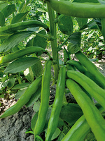 Graines potagères FEVE VROMA (Vicia faba) - Graineterie A. DUCRETTET