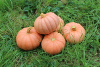  COURGE, POTIRON ET CITROUILLE COURGE, POTIRON ET CITROUILLE-MISS SOPHIE PINK (Cucurbita Moschata)-Graines non traitées - Graineterie A. DUCRETTET