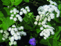  AGERATUM AGERATUM-MEXICO (Ageratum mexicanum)-blanc - Graineterie A. DUCRETTET