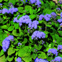  AGERATUM AGERATUM-MEXICO (Ageratum mexicanum)-bleu - Graineterie A. DUCRETTET