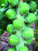 Graines potagères CHOU DE BRUXELLES BIO NEPTUNO F1 (Brassica oleracea gemmifera) - Graineterie A. DUCRETTET