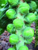 Graines potagères CHOU DE BRUXELLES NEPTUNO F1 (Brassica oleracea gemmifera) - Graineterie A. DUCRETTET