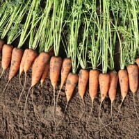 Graines potagères CAROTTE COVENTRY F1 (Daucus carota) - Graineterie A. DUCRETTET