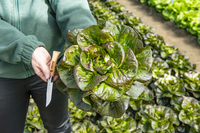 Graines potagères LAITUE ABRI TOUS TYPES CAVALE (Lactuca sativa) - Graineterie A. DUCRETTET