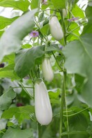 Graines potagères BIOlogiques - AUBERGINE BIO - Graineterie A. DUCRETTET