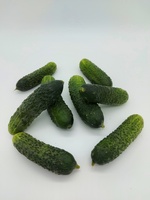 Graines potagères CORNICHON BRUNO (Cucumis sativus) - Graineterie A. DUCRETTET