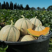 Graines potagères MELON KARAKAL F1 (Cucumis melo) - Graineterie A. DUCRETTET