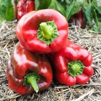  POIVRON ou PIMENT DOUX classique POIVRON ou PIMENT DOUX classique-CAMPERO F1 (Capsicum annuum)-Graines non traitées - Graineterie A. DUCRETTET