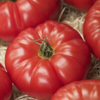 Graines potagères TOMATE RONDE BELLOGIA F1 (Solanum lycopersicum) - Graineterie A. DUCRETTET