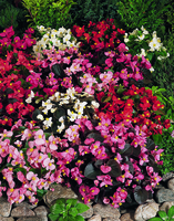 Graines de fleurs BEGONIA SEMPERFLORENS ORGANDY F1 (Begonia semperflorens) - Graineterie A. DUCRETTET