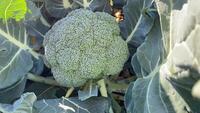  CHOU BROCOLI CHOU BROCOLI-IMPERATOR F1 (Brassica oleracea botrytis cymosa)-Graines non traitées - Graineterie A. DUCRETTET