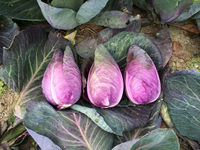 Graines potagères CHOU CABUS RED FLAME (Brassica oleracea capitata alba) - Graineterie A. DUCRETTET