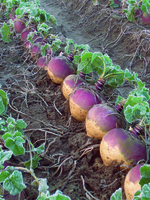 Graines potagères RUTABAGA (CHOU NAVET) TWEET F1 (Brassica napus Napobrassica Group) - Graineterie A. DUCRETTET