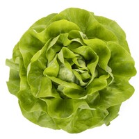  LAITUE ABRI TOUS TYPES LAITUE ABRI TOUS TYPES-GAMBETTA (Lactuca sativa)-Graines enrobées non traitées - Graineterie A. DUCRETTET