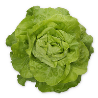 Graines potagères LAITUE POMMEE - plein champ TRANSPERO (8181) (Lactuca sativa) - Graineterie A. DUCRETTET