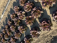 Graines potagères LAITUE GRASSE - plein champ FATALE (Lactuca sativa) - Graineterie A. DUCRETTET