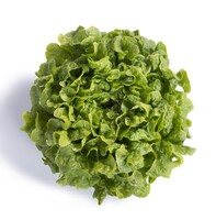 Graines potagères LAITUE F. DE CHENE - plein champ KINESIC (2072) (Lactuca sativa) - Graineterie A. DUCRETTET