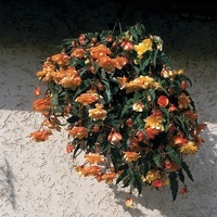 Graines de fleurs BEGONIA TUBEREUX ILLUMINATION F1 (Begonia tuberhybrida (ou tuberosa)) - Graineterie A. DUCRETTET