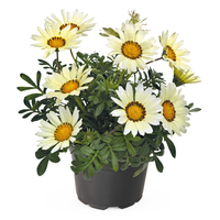 Graines de fleurs GAZANIA ZANY (Gazania) - Graineterie A. DUCRETTET