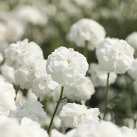  ACHILLEE ACHILLEE-NOBLESSA (Achillea ptarmica)-blanc pur - Graineterie A. DUCRETTET