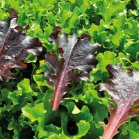 Graines potagères LAITUE F. DE CHENE - plein champ E01K.30939 (Lactuca sativa) - Graineterie A. DUCRETTET