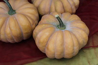 Graines potagères COURGE, POTIRON ET CITROUILLE HAMBRA F1 (Cucurbita Moschata) - Graineterie A. DUCRETTET