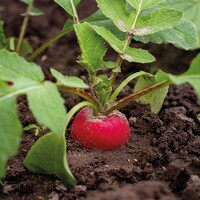 Graines potagères RADIS rond rouge KEBELLA (Raphanus sativus) - Graineterie A. DUCRETTET