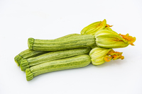 Graines potagères COURGETTE de diversification STRATOS F1 (Cucurbita pepo) - Graineterie A. DUCRETTET