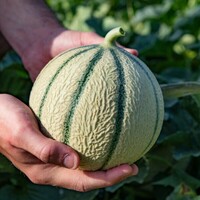  MELON MELON-OCITO F1 (Cucumis melo)-Graines non traitées - Graineterie A. DUCRETTET