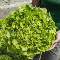 Graines potagères LAITUE F. DE CHENE - plein champ LOVANICE (Lactuca sativa) - Graineterie A. DUCRETTET