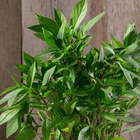 Graines potagères BASILIC PROSPERA THAI-THAI F1 (Ocimum basilicum) - Graineterie A. DUCRETTET