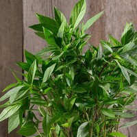  BASILIC BASILIC-PROSPERA THAI-THAI F1 (Ocimum basilicum)-Graines biologiques certifiées - Graineterie A. DUCRETTET