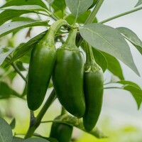  PIMENT BRÛLANT PIMENT BRÛLANT-CAROLINA REAPER (Capsicum annuum)-Graines non traitées - Graineterie A. DUCRETTET