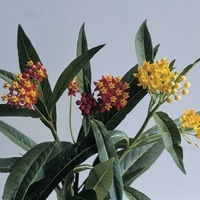 Graines de fleurs ASCLEPIA SILKY (Asclepias currasavica) - Graineterie A. DUCRETTET