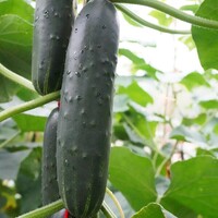 Graines potagères CONCOMBRE COURT et DIVERSIFICATION DASHER F1 (Cucumis sativus) - Graineterie A. DUCRETTET