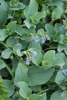 Potagères pour plants - MERTENSIA MARITIMA - Graineterie A. DUCRETTET