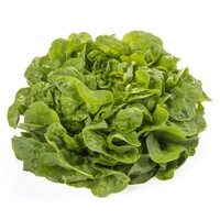 Graines potagères LAITUE ABRI TOUS TYPES KITERIA (Lactuca sativa) - Graineterie A. DUCRETTET