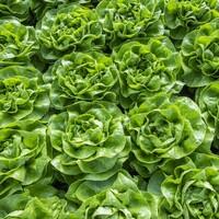  LAITUE ABRI TOUS TYPES LAITUE ABRI TOUS TYPES-BRETZEL (Lactuca sativa)-Graines enrobées non traitées - Graineterie A. DUCRETTET