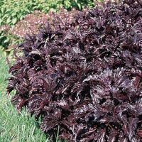 Graines de fleurs BASILIC ORNEMENTAL PURPLE RUFFLE (Ocimum basilicum) - Graineterie A. DUCRETTET