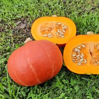  COURGE POTIMARRON COURGE POTIMARRON-148 F1 (Cucurbita Maxima)-Graines non traitées - Graineterie A. DUCRETTET