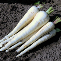  PANAIS PANAIS-NEIGE DU NORD (Pastinaca sativa)-Graines biologiques certifiées - Graineterie A. DUCRETTET