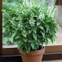 Graines de fleurs BASILIC ORNEMENTAL FLORAL SPIRES (Ocimum basilicum) - Graineterie A. DUCRETTET